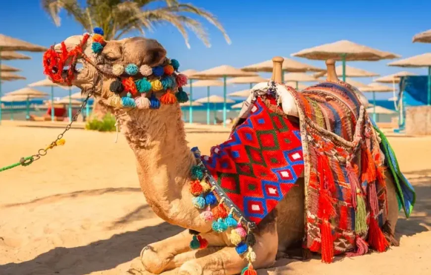 7 Days 6 Nights Cairo and Hurghada Tour Package