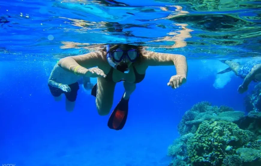 Ras Mohamed National Park Half-Day Tour by Bus from Sharm El Sheikh