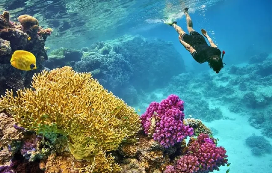 Ras Mohamed National Park Half-Day Tour by Bus from Sharm El Sheikh