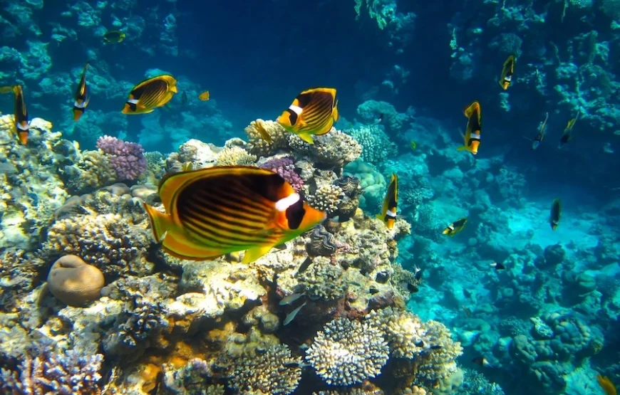 Submarine Sea scope in Sharm El Sheikh