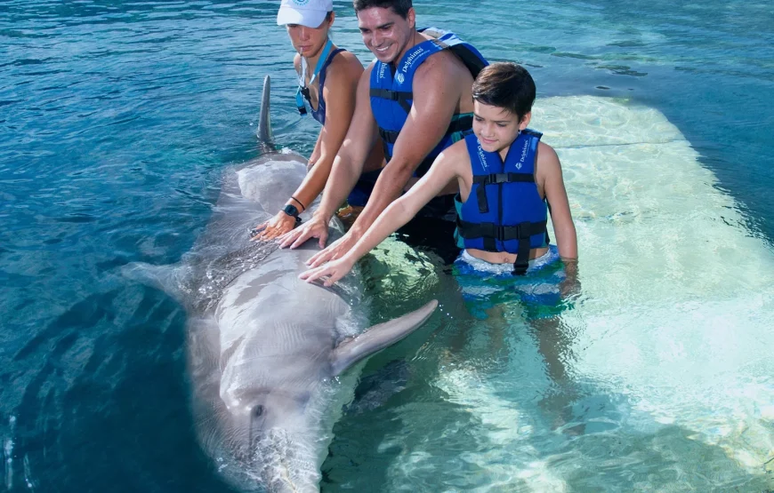 Swimming with Wild Dolphins in Hurghada (05 Min.)