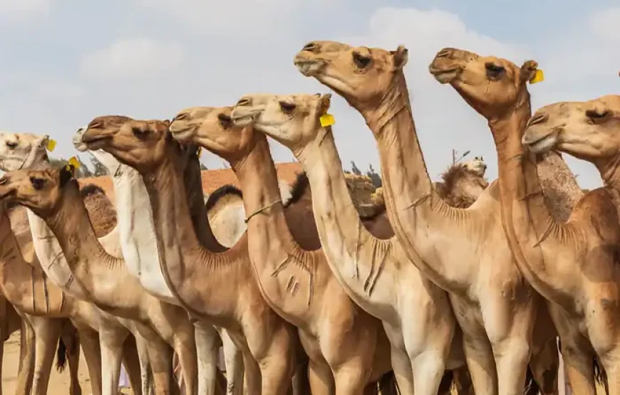 Birqash Camel Market Day Tour