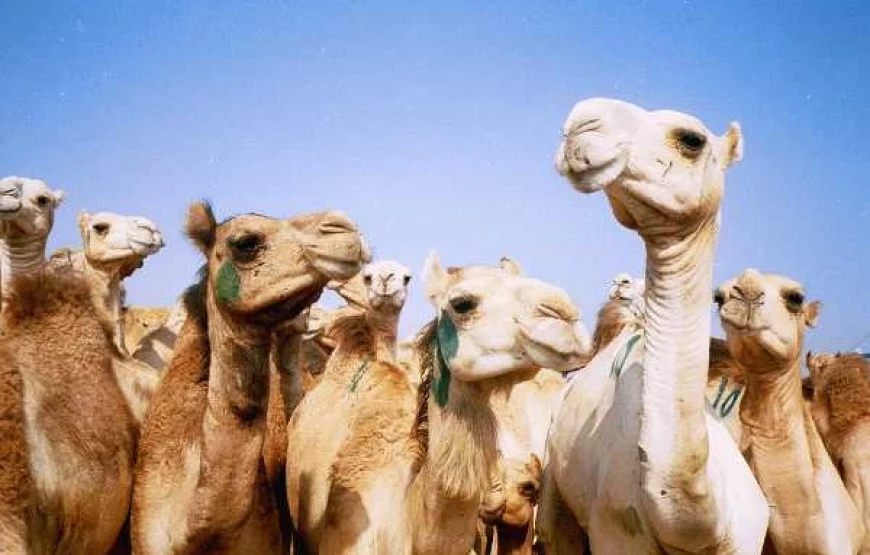 Birqash Camel Market Day Tour