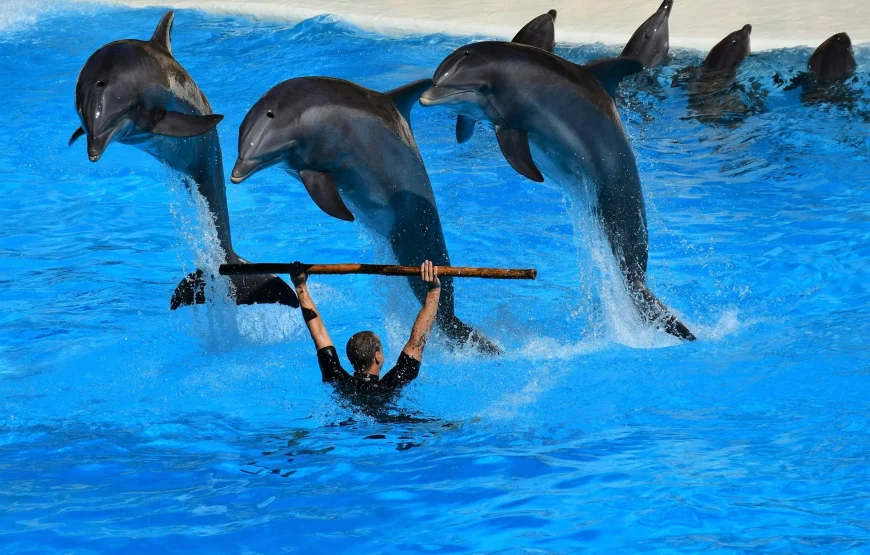 Dolphin show hurghada.