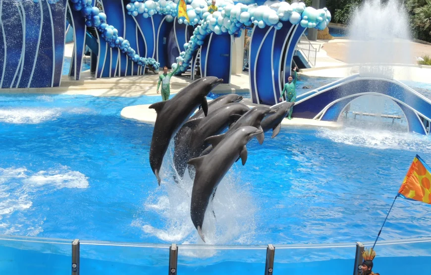 Dolphin show hurghada.