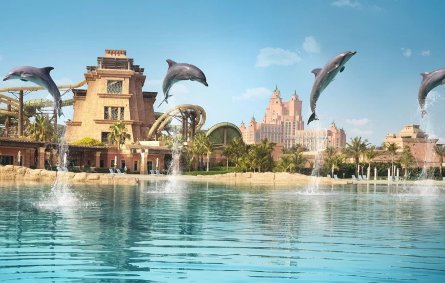 Book Swim with Dolphins in Dubai