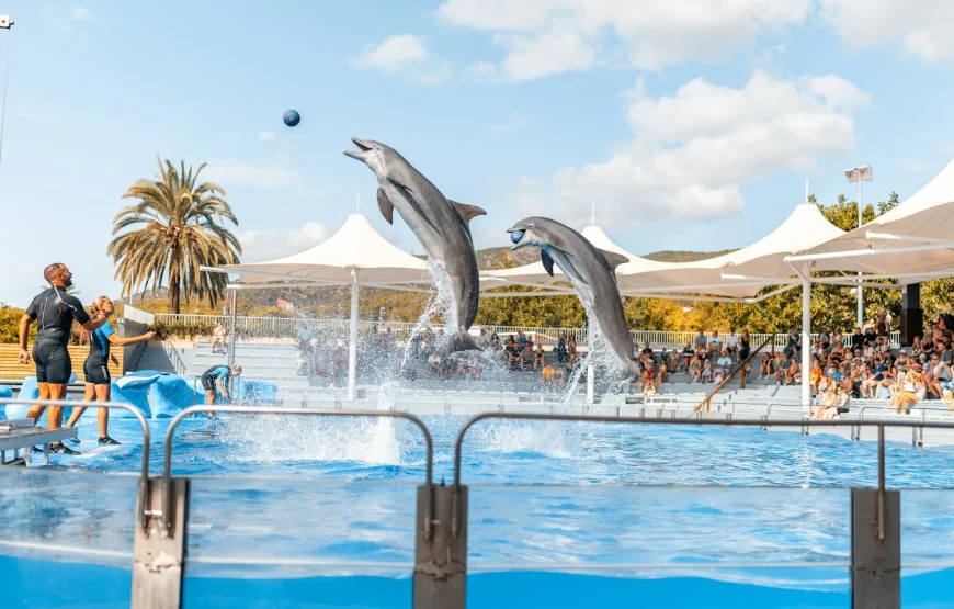 Dolphin show hurghada.
