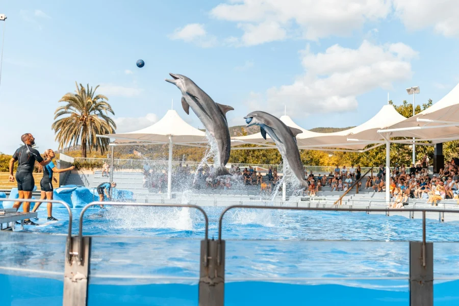 Dolphin show hurghada.