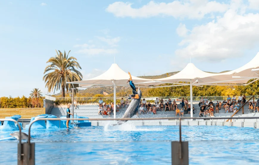 Dolphin show hurghada.