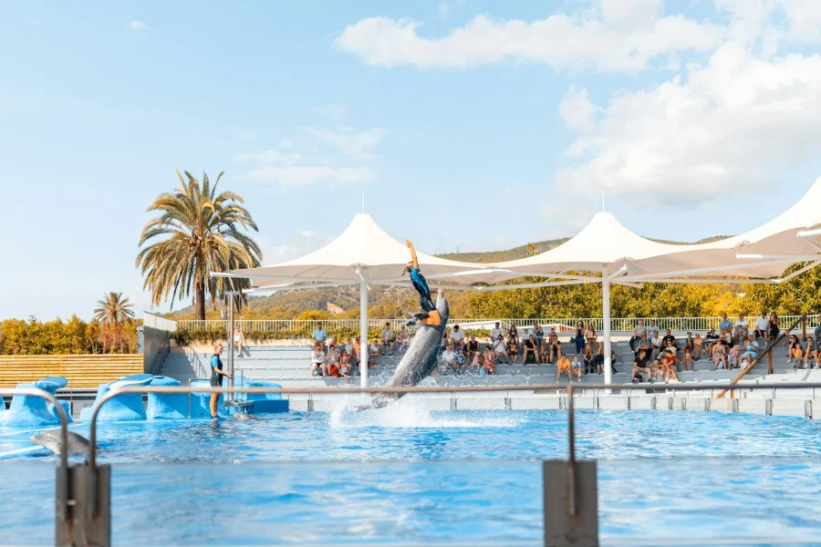 Dolphin Show in Sharm