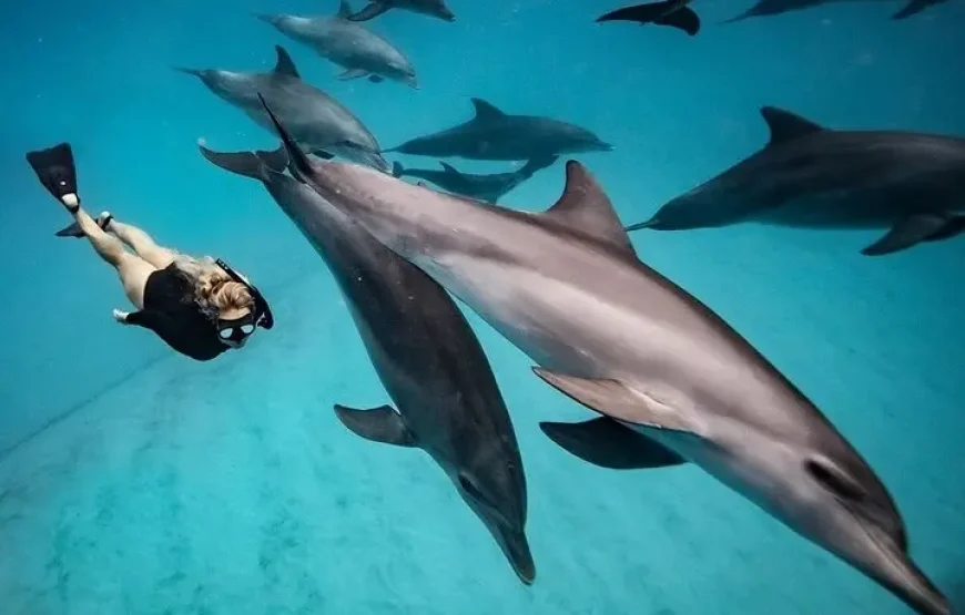 Swimming with Wild Dolphins in Hurghada (05 Min.)