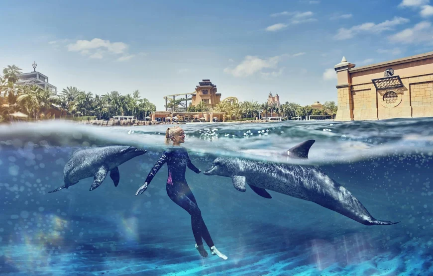 Book Swim with Dolphins in Dubai