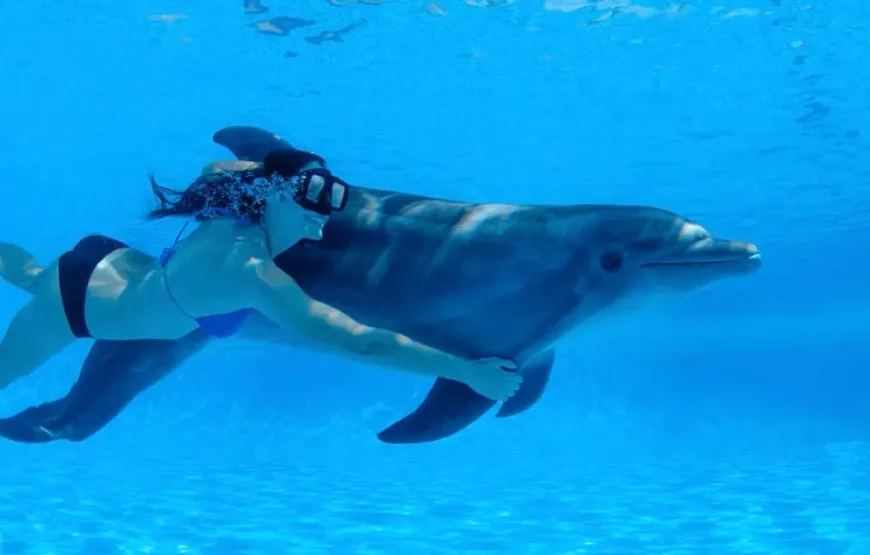 Swimming with Wild Dolphins in Hurghada (05 Min.)
